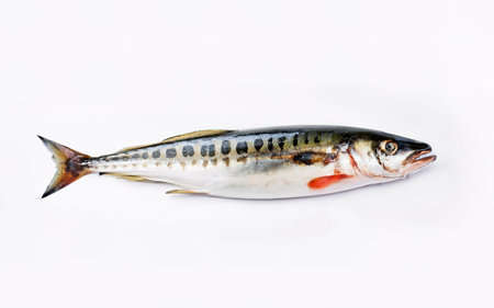 Fresh fish Mackerelの素材