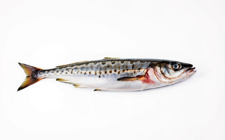 Fresh fish Mackerelの素材