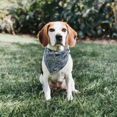 beagle dog in bandanaの素材