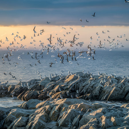 Flock of seabirds on the Farne Islands in Northumberland, Englandの素材