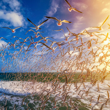 Flock of seagulls flying in the skyの素材