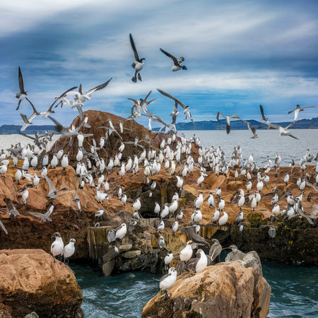 Flock of seabirds on the Farne Islands in Northumberland, Englandの素材