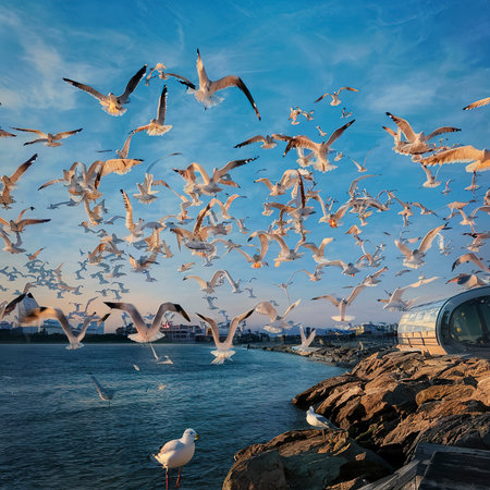 Flock of seagulls flying in the skyの素材