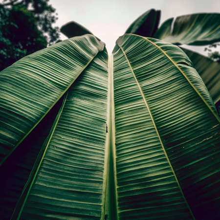 Large banana leafの素材