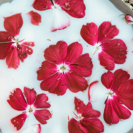 Red flower petals in water and milk bath. Minimalist still life. Nature horizontal background.の素材