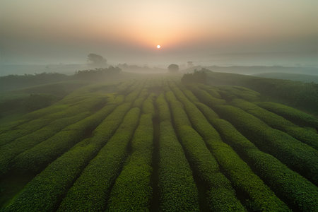 Green tea field and plantation in morning with sunlightの素材