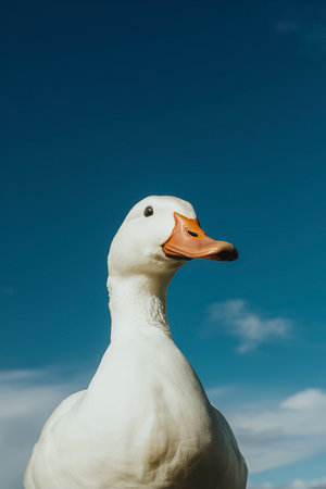 white duck on blue sky as backgroundの素材