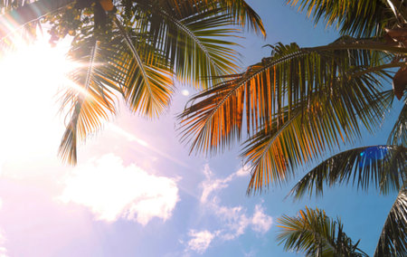 Looking up through the lush green and golden palm leaves, the sun shines brightly, casting rays through the fronds against a clear blue sky with scattered clouds.の写真素材