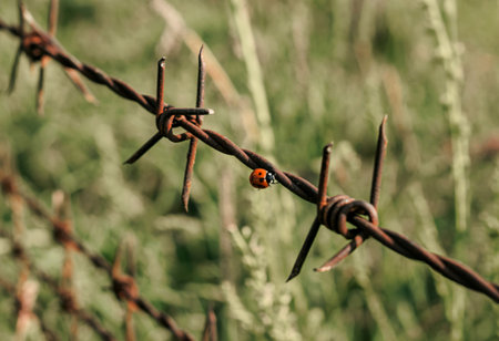 A close-up, shallow depth of field shot shows a vibrant ladybug resting on a strand of weathered,...