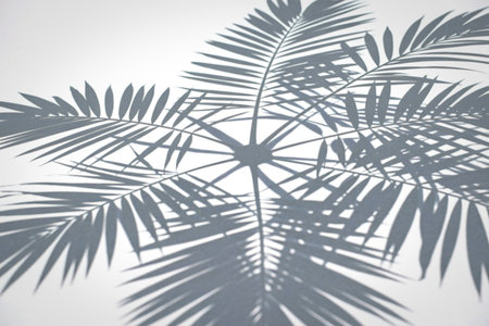 A symmetrical pattern of palm frond shadows creates a starburst effect on a bright white background,...