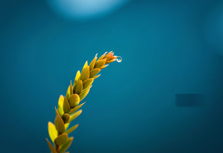 A macro photograph captures a delicate golden wheat stalk with a soft, out-of-focus blue backdrop, highlighting its texture and color.の写真素材