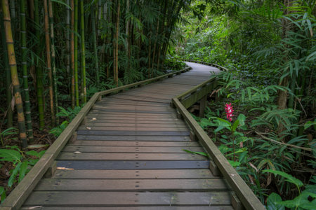 A weathered wooden boardwalk curves through a dense, vibrant bamboo forest, inviting exploration...
