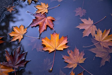 Vibrant autumn maple leaves in shades of red, orange, and yellow drift gently on a dark, reflective...