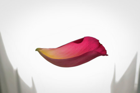 A close-up shot of a single rose petal gently floating against a soft, bright background. The petal showcases delicate pink and yellow hues, creating a serene and elegant image. Ideal for beauty, spa, or floral-themed projects.の写真素材