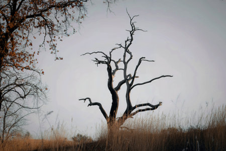 A stark, leafless tree stands in a field of tall, dry grass against a pale sky. The tree's branches...