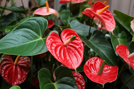 A close-up view of several bright red anthurium flowers with their distinctive heart-shaped spathes and green foliage.の写真素材