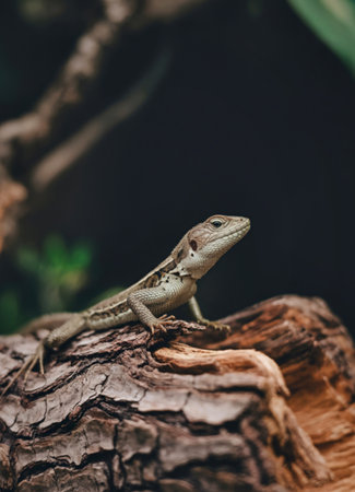 A small, slender lizard with intricate markings rests on a rough, weathered piece of wood, its head turned to the side.の写真素材