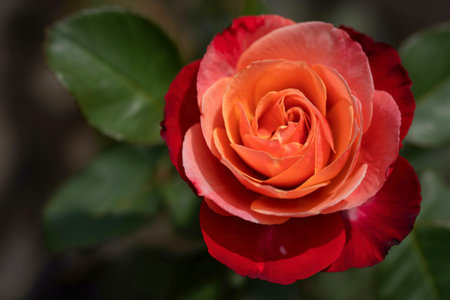 A close-up, top-down view of a single rose with petals transitioning from deep red at the edges to a...