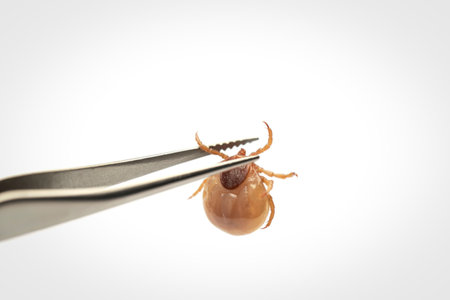 A small, light brown tick is held by the tips of silver tweezers. The tick's legs are visible, and it is against a stark white backdrop.の写真素材