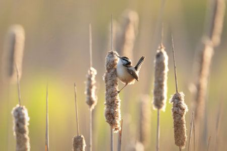 A small, brown and white bird with a long tail clings to a fuzzy cattail stalk. Soft, blurred background with warm lighting.の写真素材