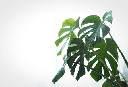 A close-up view of a healthy monstera plant with its iconic split leaves, illuminated from behind by a soft, bright light source.の写真素材