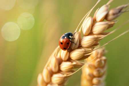 A close-up macro shot shows a ladybug perched on a ripe wheat ear, with a softly blurred green background.の写真素材