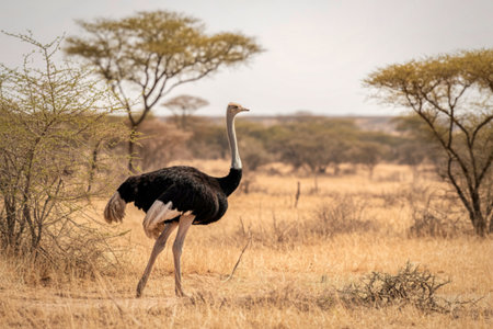 A large male ostrich with black and white plumage stands in a dry, grassy savanna with acacia trees in the background.の写真素材