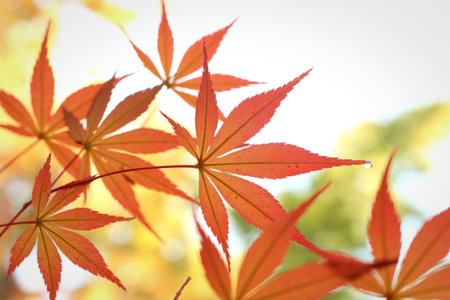 Close-up view of vibrant orange and red Japanese maple leaves illuminated by soft, warm sunlight, showcasing their delicate veins and pointed lobes.の写真素材