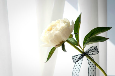 A single, delicate white peony with lush green leaves is tied with a charming black polka dot ribbon, set against a backdrop of flowing white curtains.の写真素材