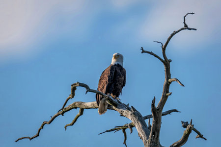 A powerful eagle with striking plumage sits regally on a weathered, leafless branch, surveying its surroundings under a vast sky.の写真素材