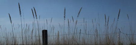 Tall, slender stalks of grass are silhouetted against a soft blue sky. A weathered wooden fence post stands among the grasses.の写真素材