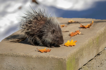 A porcupine with its quills raised sits on a concrete ledge, surrounded by fallen autumn leaves, with a blurred background.の写真素材