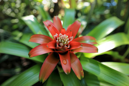 A close-up of a striking red bromeliad flower with green leaves surrounding it. The bloom is...