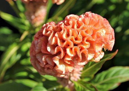 A detailed view of a unique coral colored celosia flower, its ruffled petals resembling a brain or coral.の写真素材