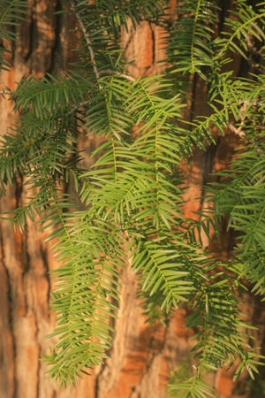 Detailed view of evergreen needles and rough tree bark, showcasing natural textures and vibrant green hues.の写真素材