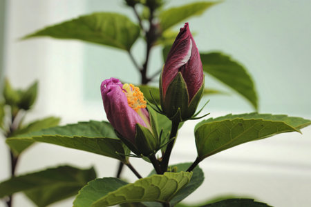 Close-up of two vibrant pink hibiscus flower buds, partially open, surrounded by lush green leaves against a soft background.の写真素材