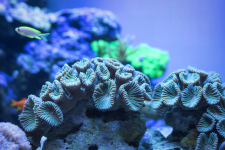 A close-up view of a healthy coral reef teeming with life, featuring intricate coral formations and...