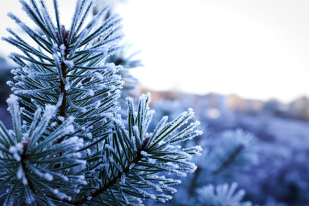 A close-up view of a pine tree branch covered in fresh snow, set against a serene, snowy landscape...