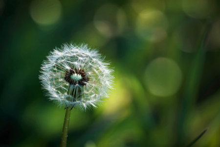 A detailed close-up photograph of a dandelion seed head, showcasing its delicate and feathery...