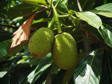 A close-up image of two jackfruits hanging on a tree branch surrounded by large green leaves. The...