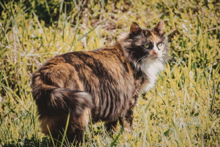 A tortoiseshell cat with a white chest and paws standing in a field of green grass looking to the...
