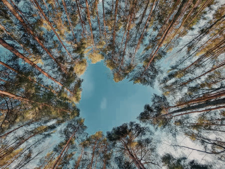 A forest scene captured from a unique perspective, looking up towards the sky through the trees.