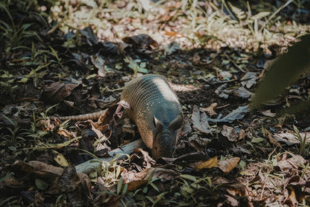 a small animal, possibly a rodent, standing on the forest floor surrounded by leaves and grassの写真素材
