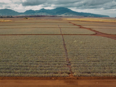 A vast agricultural field with rectangular plots of land, featuring a mix of green and brown crops, set against a backdrop of a mountain range under a cloudy sky.の写真素材