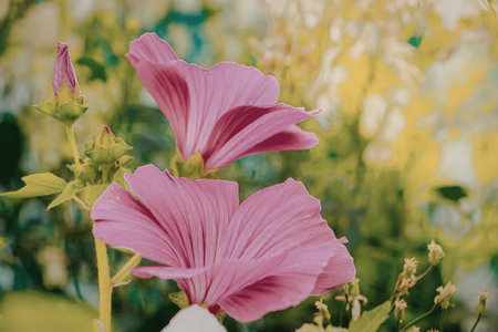 Beautiful pink flowers blooming in the garden
