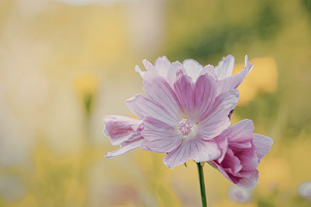 Beautiful pink flower in the garden with green background