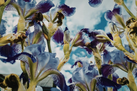 A stunning close-up view of purple flowers with green stems against a bright blue sky with white...