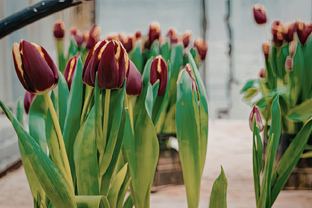 Beautiful tulips in full bloom with vibrant red petals