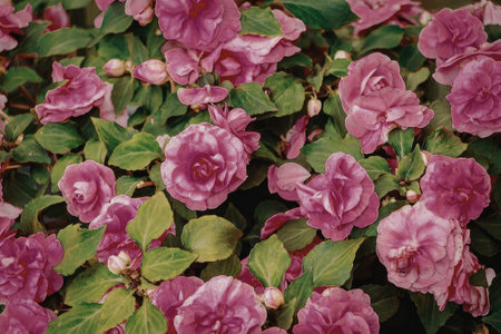 Beautiful pink roses blooming in the garden