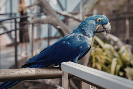 A vibrant blue parrot with a yellow ring around its eye and a grey beak is perched on a metal...